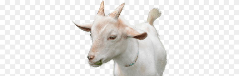Goat Veterinarian In Cumming Ga Georgia, Livestock, Animal, Mammal, Cattle Free Png Download