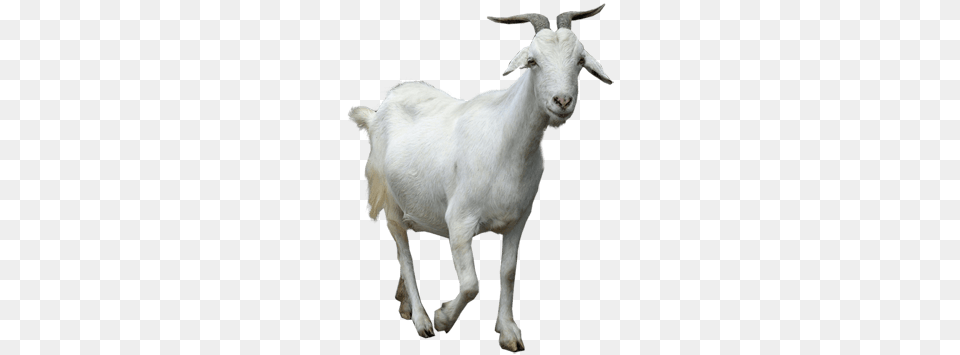 Goat Walking, Livestock, Animal, Mammal, Sheep Png