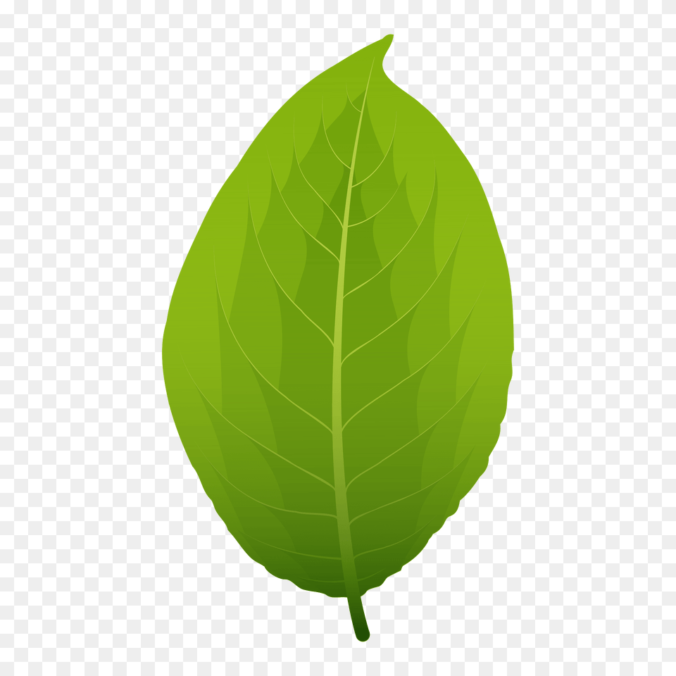 Goat Willow Spring Leaf Clipart, Plant, Tobacco Free Transparent Png