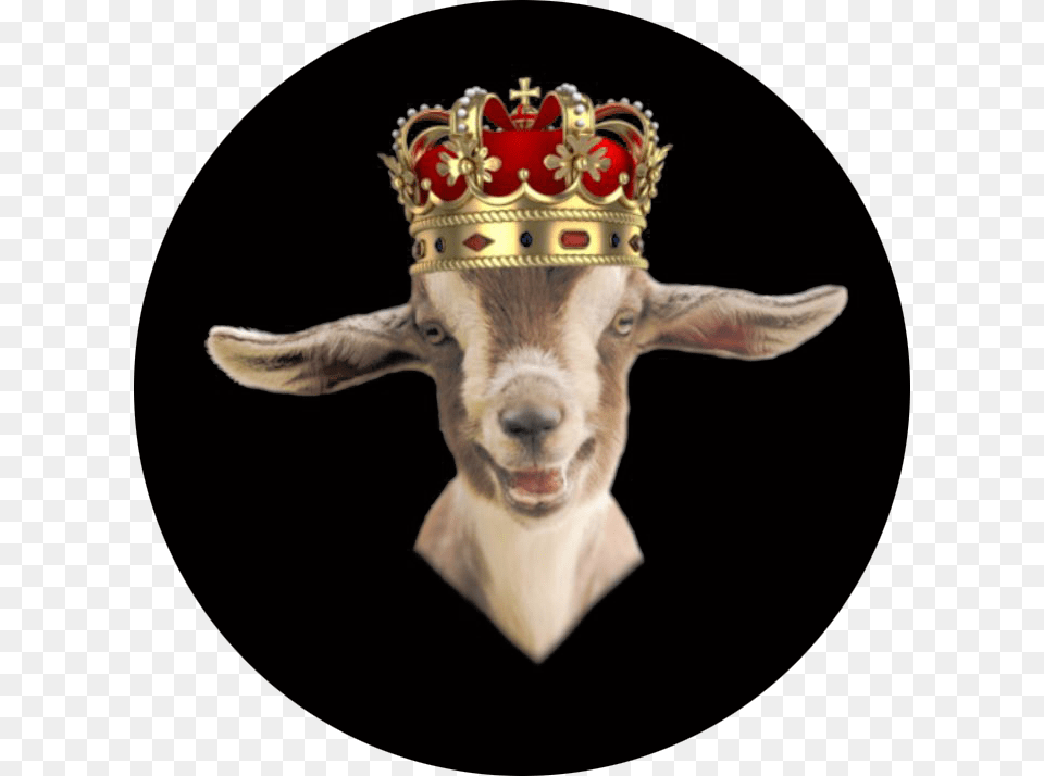Goat With King Crown Animal Sloth Wearing Crown, Accessories, Jewelry, Bird, Livestock Free Png