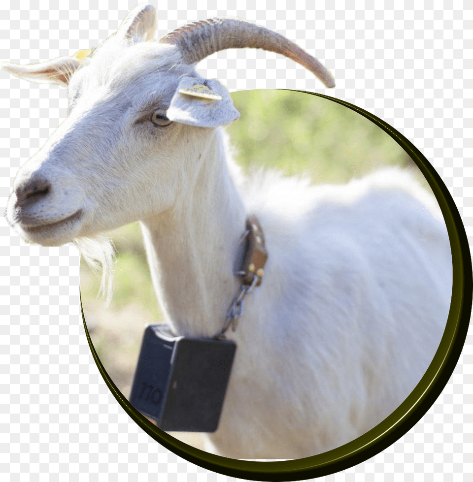 Goats Goat Animal, Livestock, Mammal, Sheep Png Image