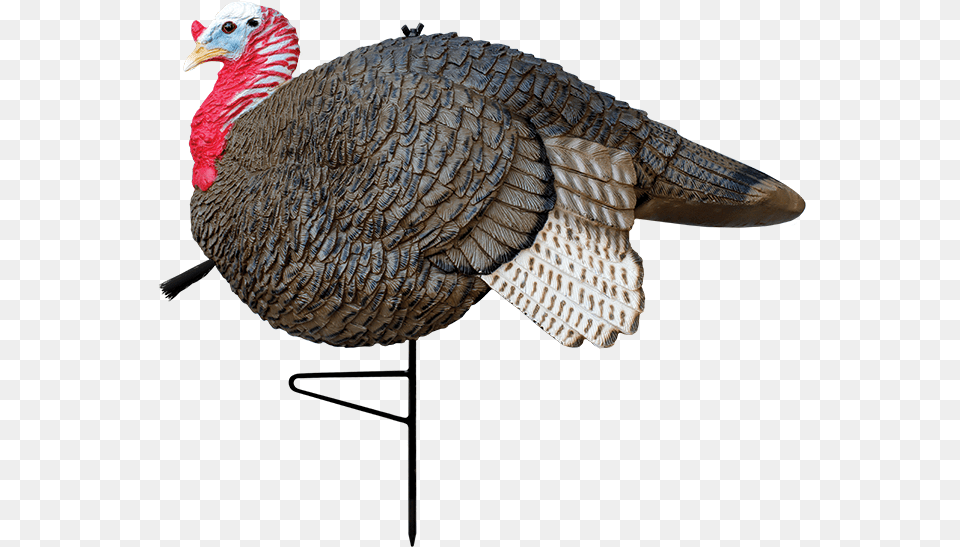 Gobbstopper Jake Pavo Macho Y Hembra, Animal, Bird, Fowl, Poultry Free Transparent Png
