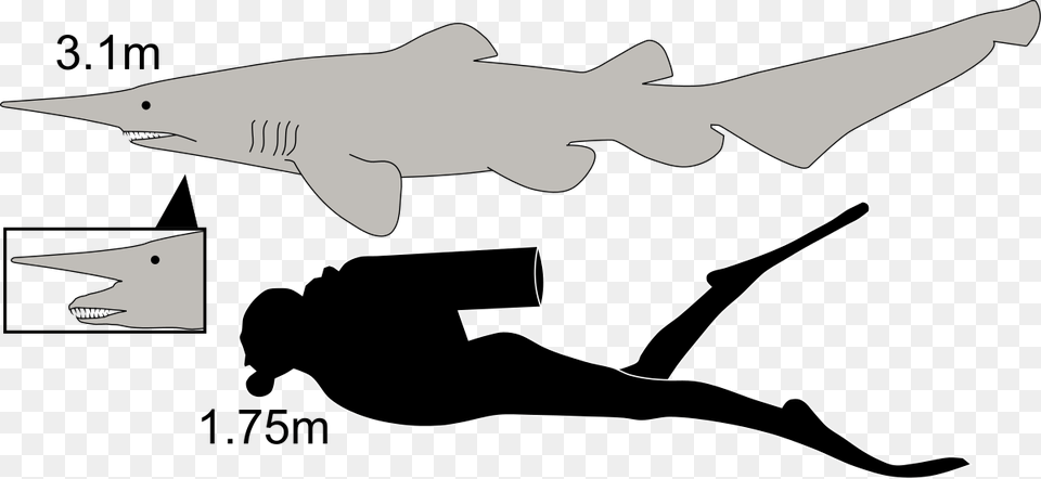 Goblin Shark Compared To Human, Animal, Fish, Sea Life Png