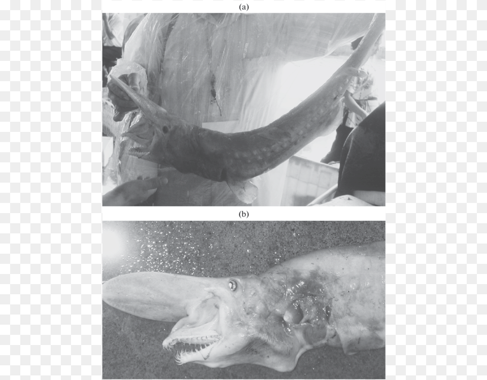 Goblin Shark Mitsukurina Owstoni Found In Tashi Fish Goblin Shark, Animal, Sea Life, Adult, Wedding Free Png Download