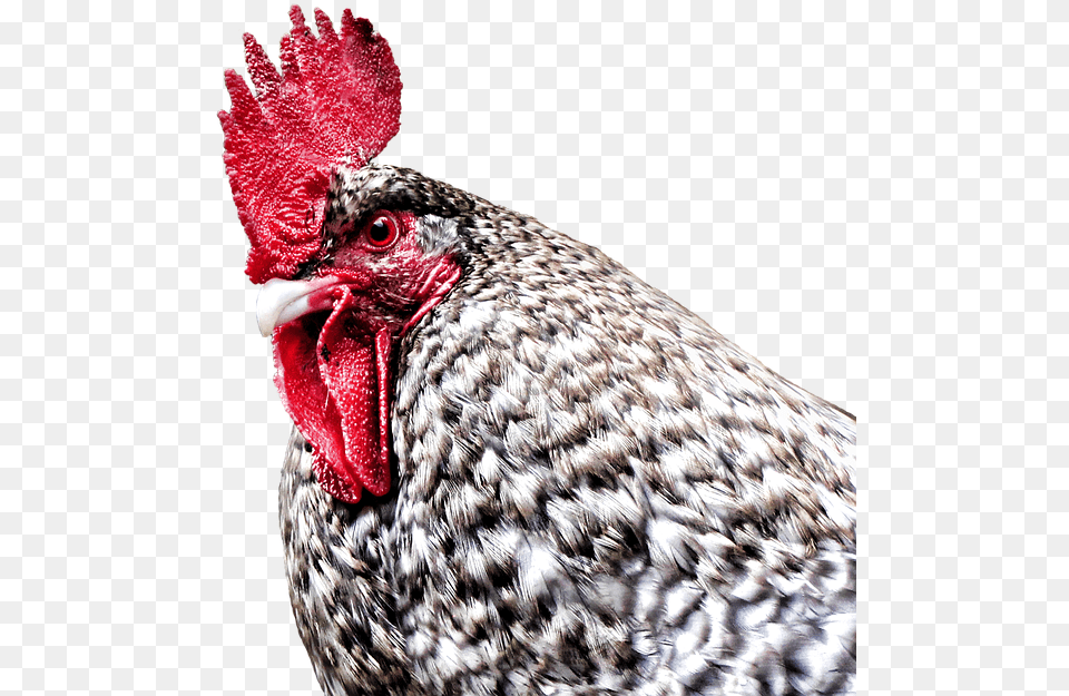 Gockel Hahn Hen Dangerous Farm Poultry Bird Rooster, Animal, Chicken, Fowl Free Png