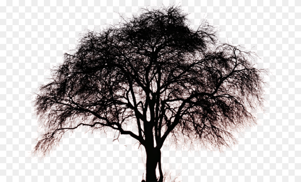God Is Tree Of Life, Plant, Silhouette, Tree Trunk, Oak Free Transparent Png