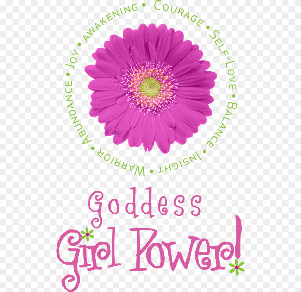 Goddess Girl Power Barberton Daisy, Anemone, Anther, Flower, Petal Free Transparent Png