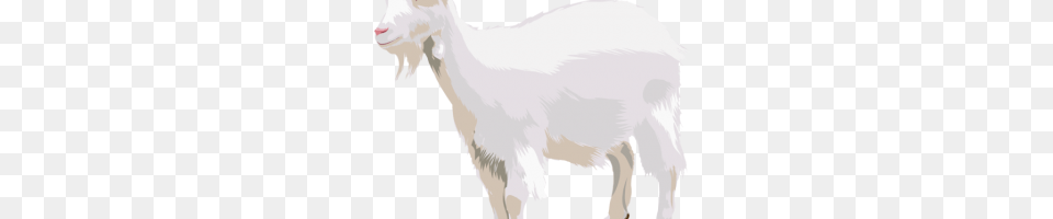 Godrays Image, Livestock, Animal, Goat, Mammal Png