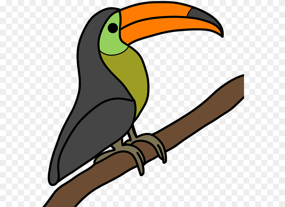 Gods Creation Toucan Bird Toucan, Animal, Beak Free Png