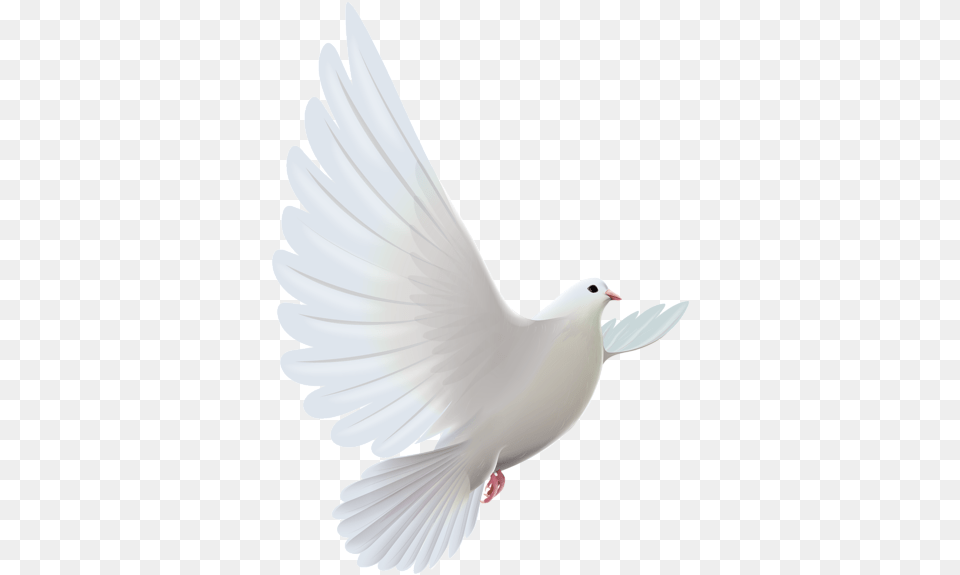 Gods Doves Flying Dove Hd, Animal, Bird, Pigeon Free Png Download