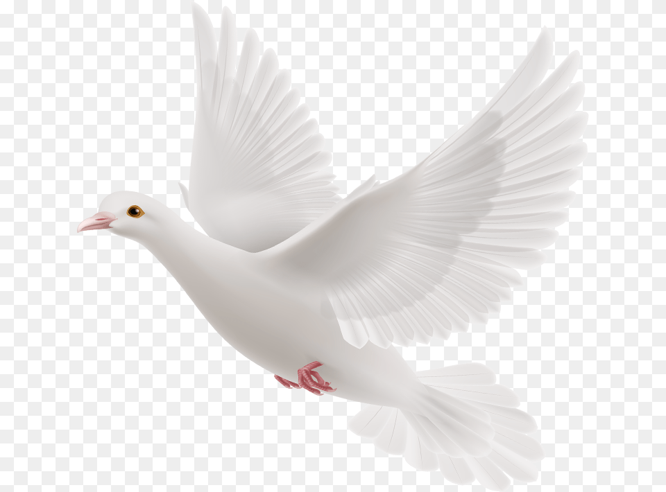Gods Doves Pigeons For Picsart, Animal, Bird, Dove, Pigeon Png Image