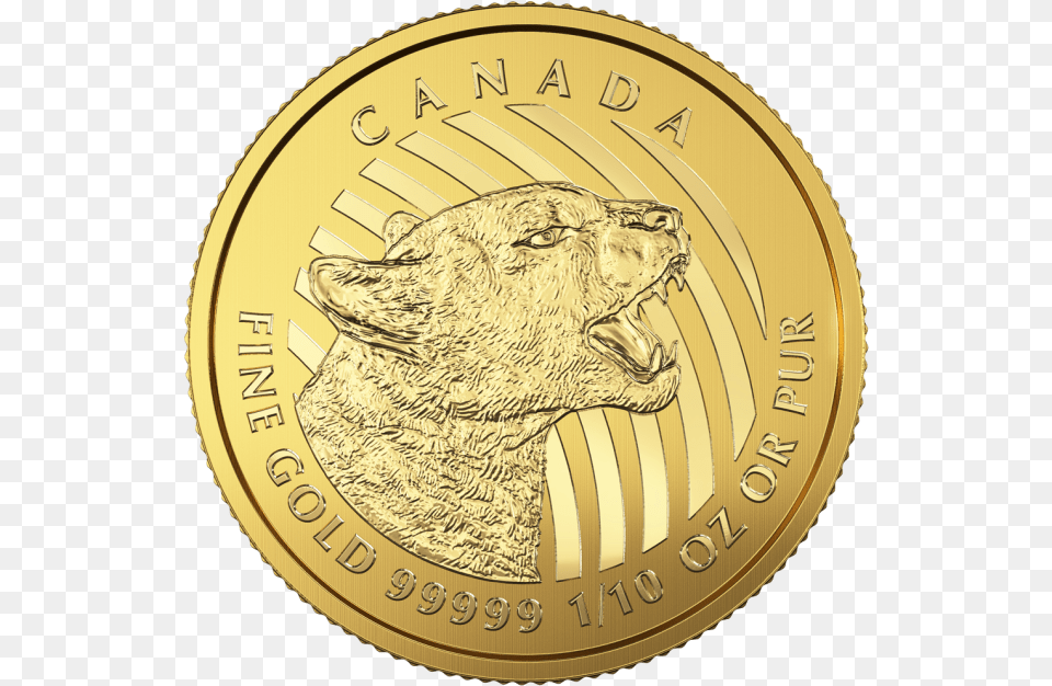 Gold, Coin, Money, Animal, Bear Free Png