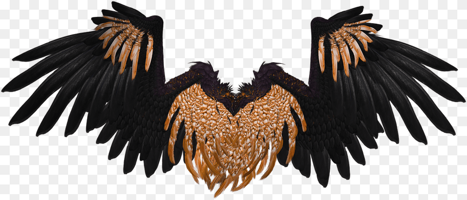 Gold And Black Wings, Animal, Bird, Vulture Png Image