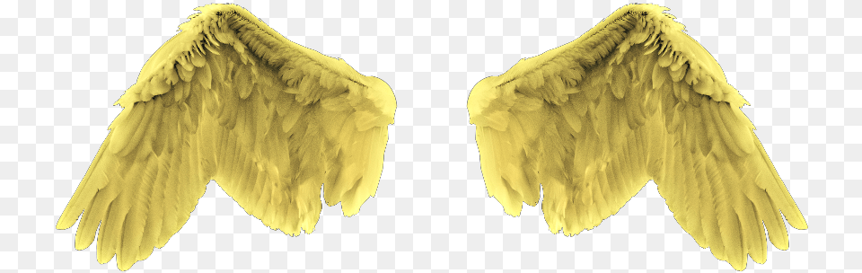 Gold Angel Wings, Animal, Bird Free Png Download