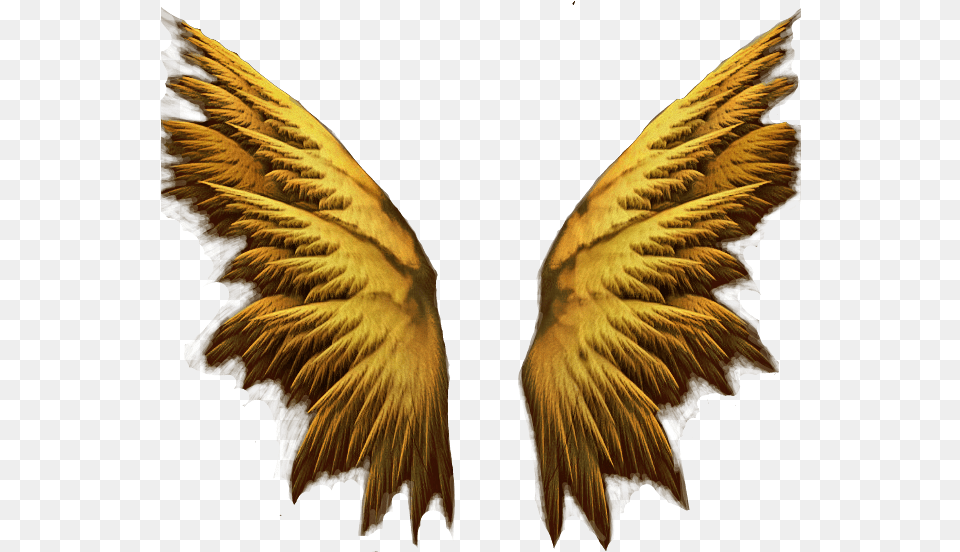 Gold Angel Wings Gold Angel Wings Transparent, Accessories, Pattern, Animal, Bird Free Png