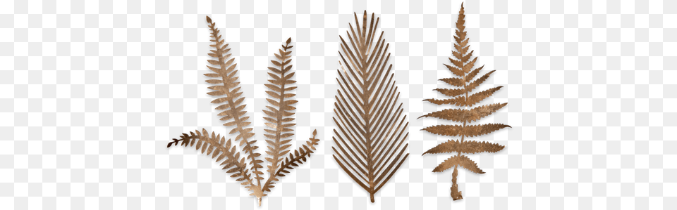 Gold Brass Cutout Metal Kiko Fern Leaves Botanical Nkuku, Plant, Accessories, Earring, Jewelry Free Png