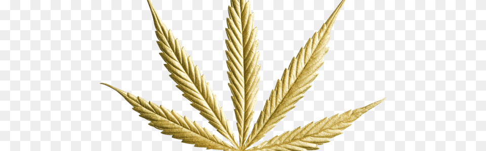 Gold Cannabis Leaf Image Gold Cannabis Leaf, Plant, Grass, Weed, Hemp Png