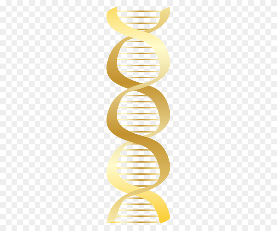 Gold Dna Icon, Coil, Spiral, Home Decor, Smoke Pipe Free Png Download