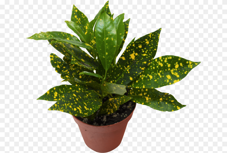 Gold Dust Garden Croton, Leaf, Plant, Potted Plant, Soil Free Png
