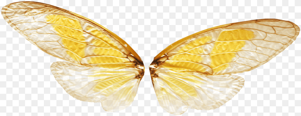 Gold Fairy Wings, Animal, Butterfly, Insect, Invertebrate Free Transparent Png