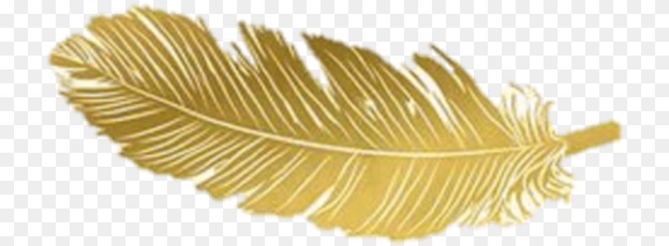 Gold Feather Feathers Native Fern, Leaf, Plant, Accessories, Tree Free Png