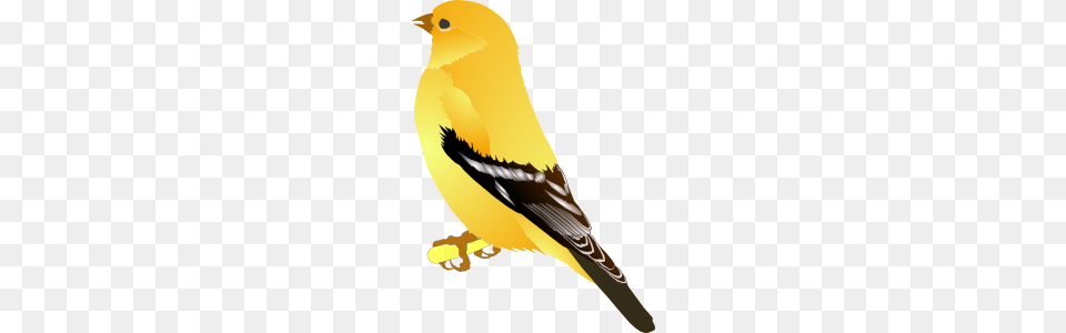 Gold Finch Clip Art, Animal, Bird, Canary Free Png Download