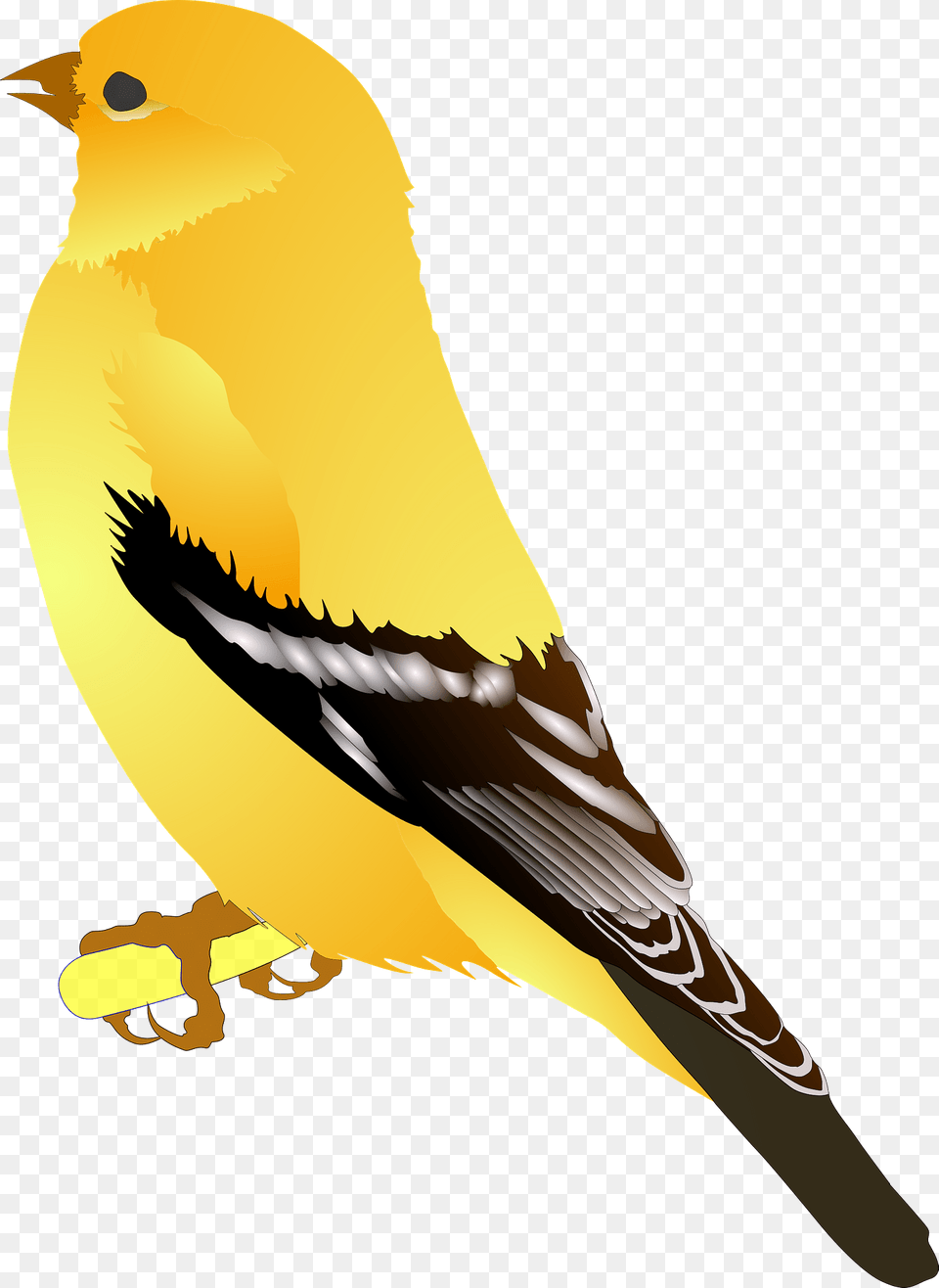 Gold Finch Clipart, Animal, Bird, Canary, Fish Png