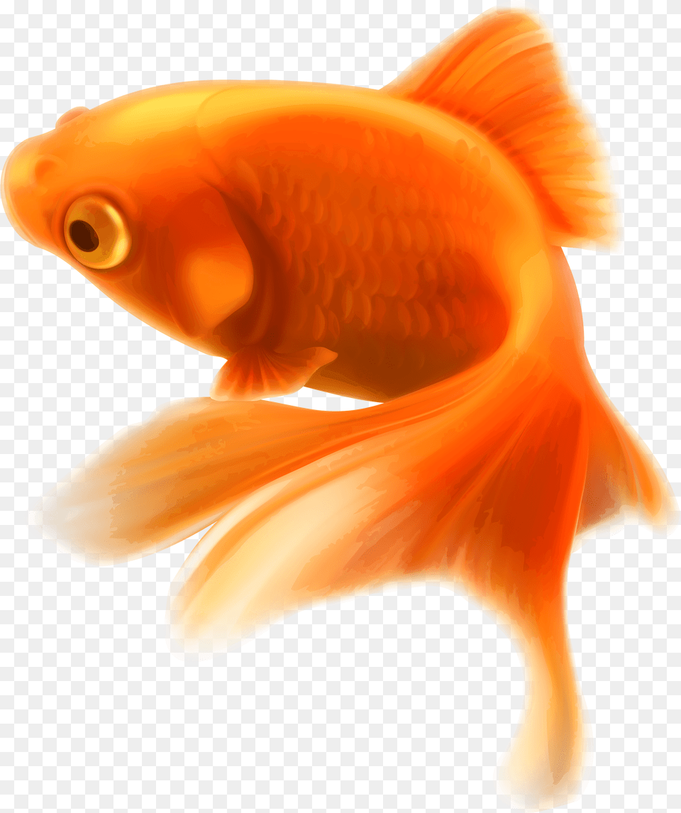 Gold Fish, Animal, Sea Life, Goldfish Png Image