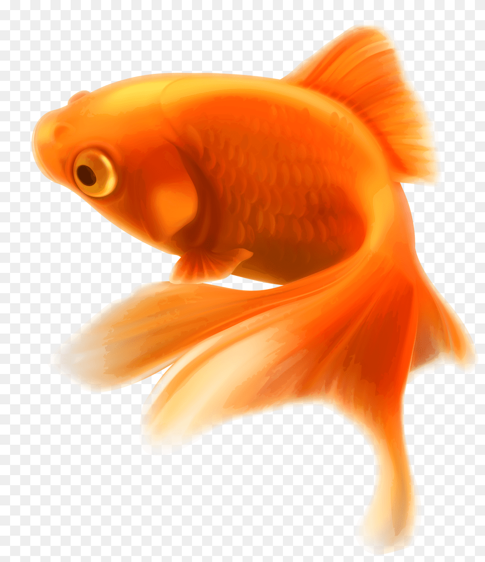 Gold Fish, Animal, Sea Life, Goldfish Free Transparent Png