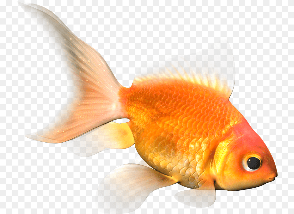 Gold Fish 3d Model Cgstudio Goldfish, Animal, Sea Life Png