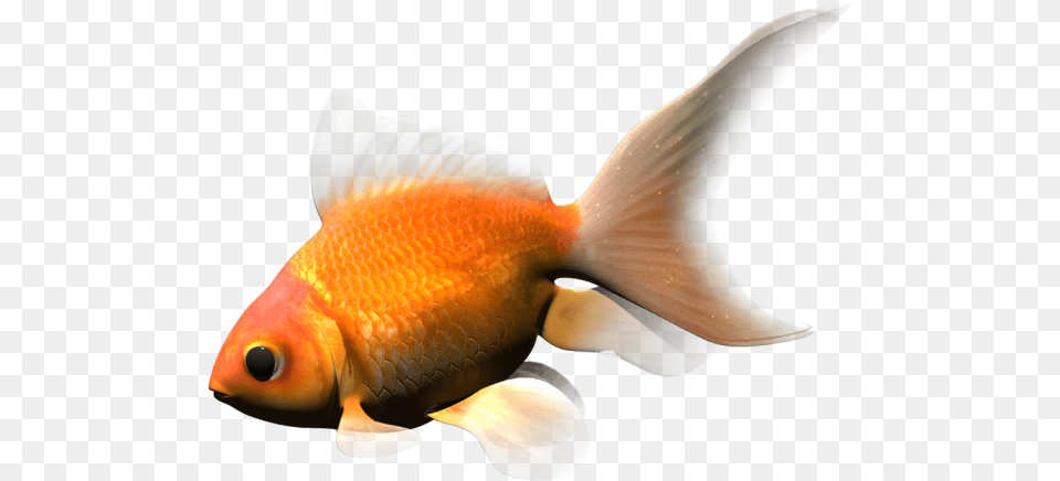 Gold Fish 3d Model Cgstudio Goldfish, Animal, Sea Life Free Transparent Png