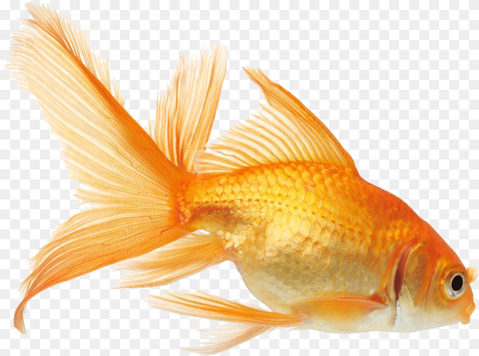 Gold Fish Automatic Fish Feeder Design, Animal, Sea Life, Goldfish Free Png Download