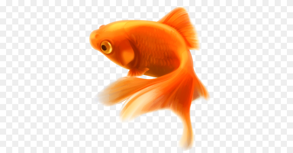 Gold Fish Clipart, Animal, Sea Life, Goldfish, Shark Free Transparent Png