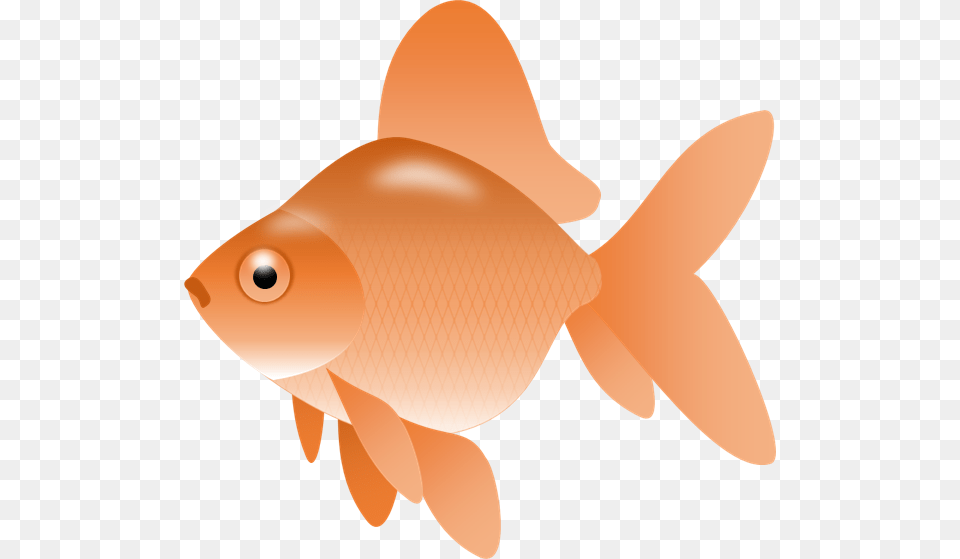 Gold Fish Clipart Picture Royalty Library Small, Animal, Sea Life, Goldfish, Shark Free Png Download