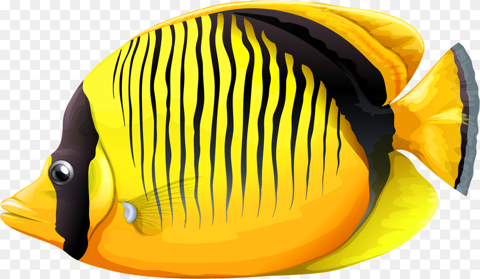 Gold Fish Clipart Realistic Fish Fish Clipart, Angelfish, Animal, Sea Life, Rock Beauty Free Png