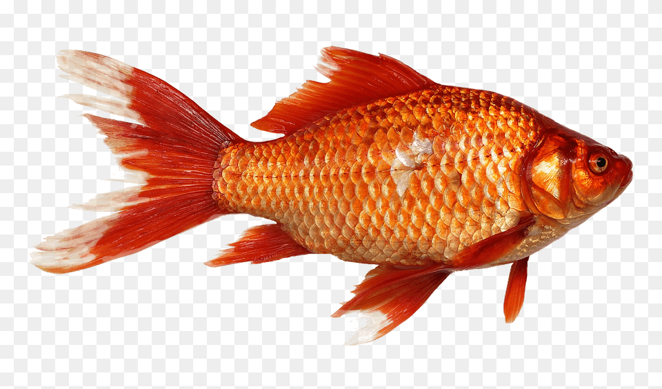Gold Fish Close Up, Animal, Sea Life, Goldfish Free Png