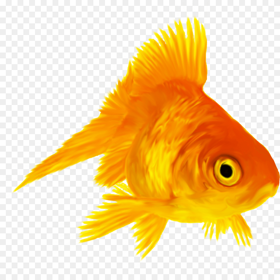 Gold Fish Fish, Animal, Sea Life, Goldfish Free Png