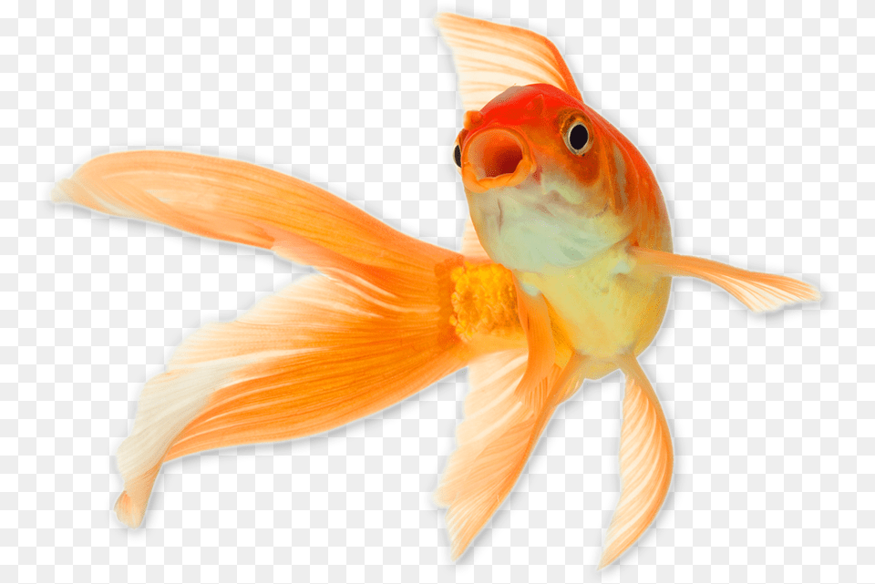 Gold Fish Goldfish, Animal, Sea Life Free Png Download