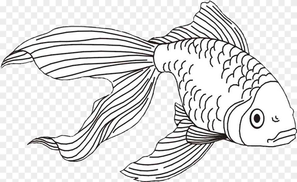 Gold Fish Goldfish Clipart Beta Fish Fish Coloring Pages, Animal, Sea Life Free Transparent Png