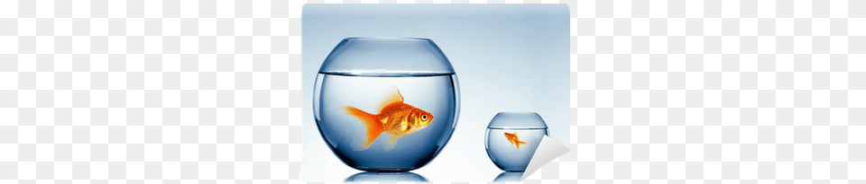 Gold Fish In A Fishbowl Wall Mural U2022 Pixers We Live To Change Fish Bowl, Animal, Sea Life, Goldfish Free Transparent Png