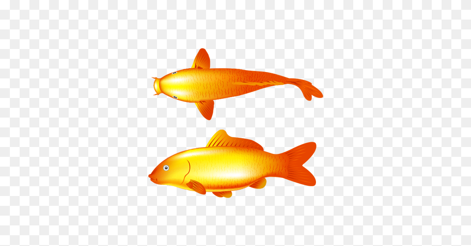 Gold Fish Vector And Transparent The Graphic Cave, Animal, Sea Life, Goldfish Png