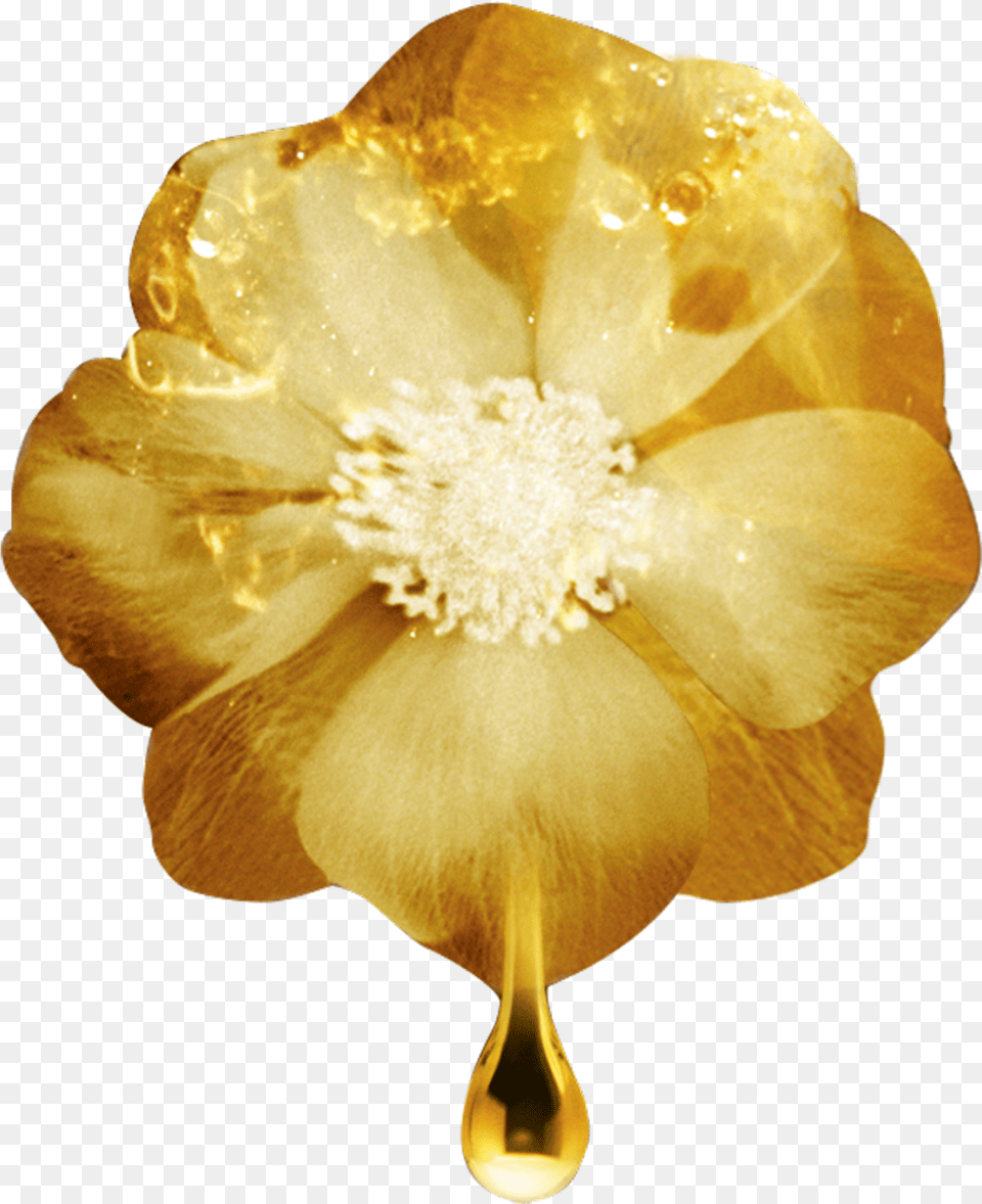 Gold Flowers Buttercup, Anemone, Pollen, Plant, Flower Png Image