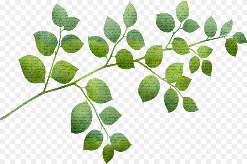 Gold Foil Leaves Glitter On Pixabay Coca Family, Leaf, Plant, Herbal, Herbs Png Image