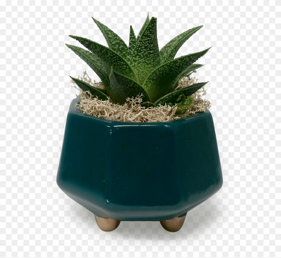 Gold Footed Haworthia Planter Flowerpot, Jar, Plant, Potted Plant, Pottery Png Image
