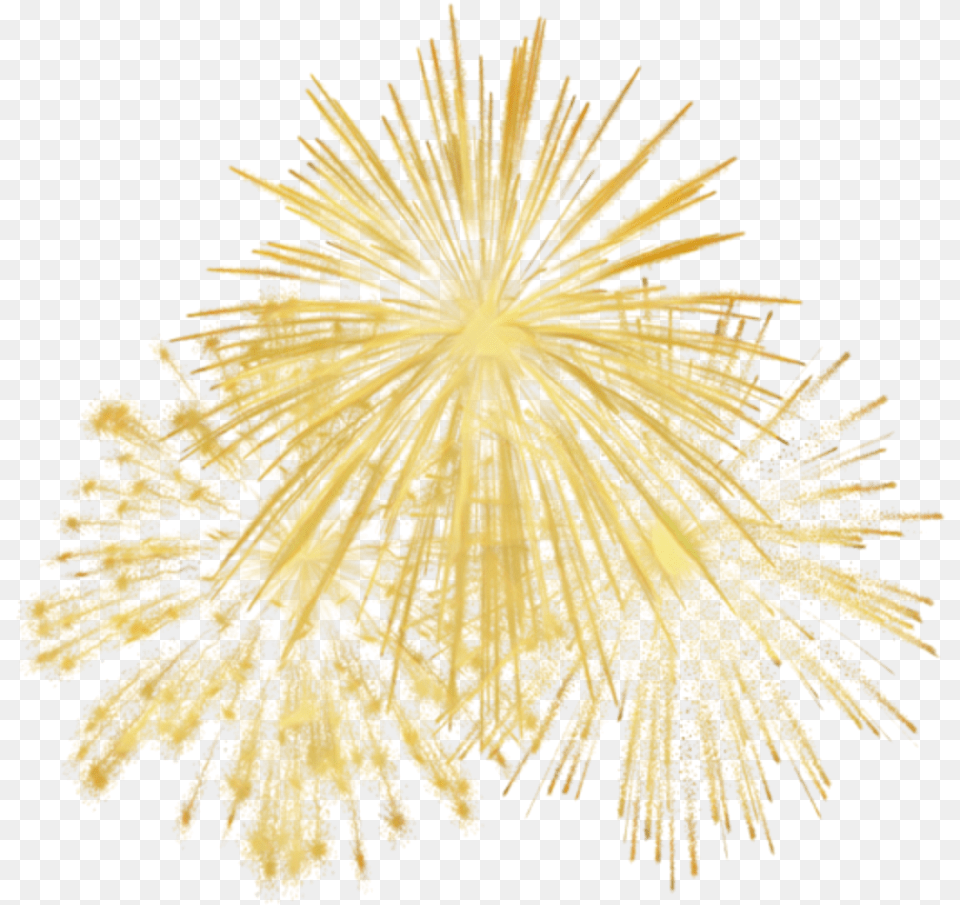 Gold Gold Transparent Fireworks, Plant Png Image