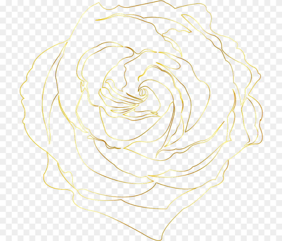 Gold Golden Goldroses Goldrose Goldenroses Goldenrose Floribunda, Spiral, Pattern, Flower, Plant Free Png