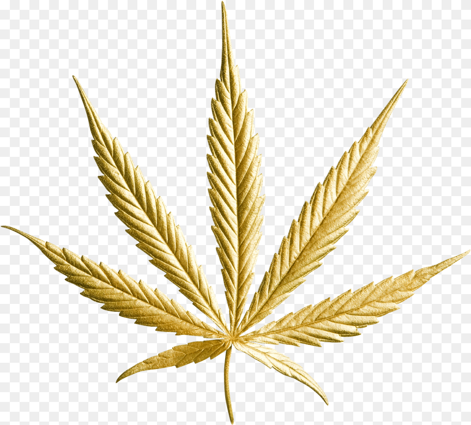 Gold Leaf Hemp Corp, Plant Free Png Download