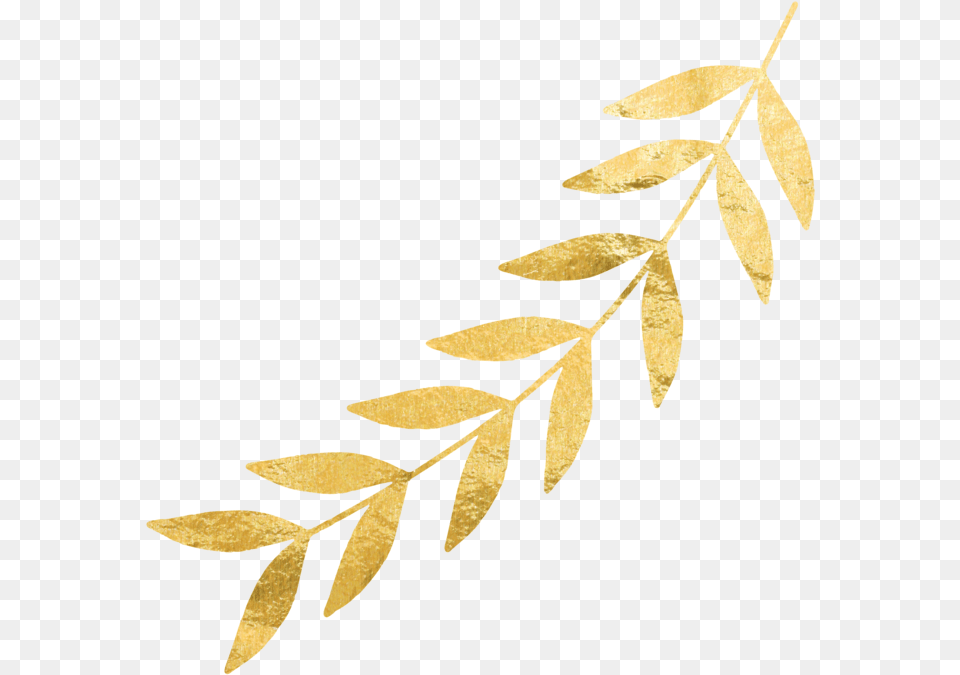 Gold Leaves Right Gold Leaf Gold Leaves No Background, Plant Free Png