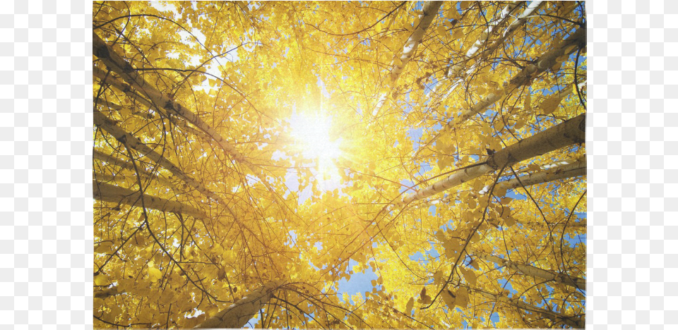 Gold Lens Flare, Plant, Outdoors, Nature, Light Free Png Download
