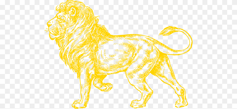 Gold Lion Hi Lion Gold, Animal, Mammal, Wildlife, Canine Free Transparent Png